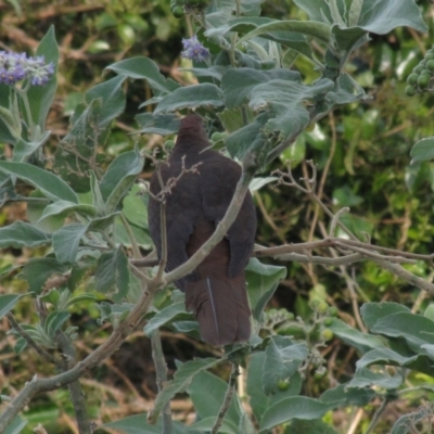 Macropygia phasianella (Brown Cuckoo-dove) at Thirroul, NSW - 19 Aug 2016 by AndyRoo