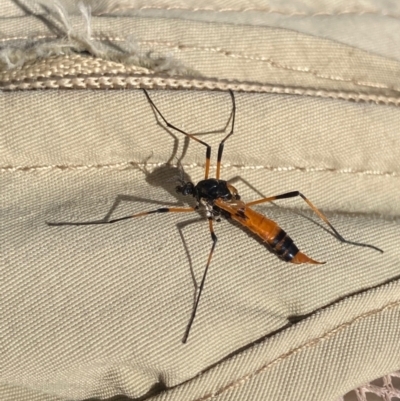 Gynoplistia sp. (genus) (Crane fly) at Molonglo Valley, ACT - 23 Mar 2022 by AlisonMilton