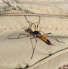 Gynoplistia sp. (genus) (Crane fly) at Molonglo Valley, ACT - 22 Mar 2022 by AlisonMilton