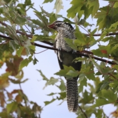 Eudynamys orientalis (Pacific Koel) at Higgins, ACT - 24 Mar 2022 by AlisonMilton