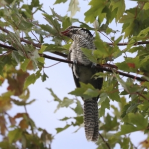 Eudynamys orientalis at Higgins, ACT - 24 Mar 2022