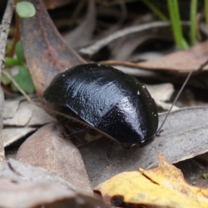 Platyzosteria melanaria at Paddys River, ACT - 9 Mar 2022