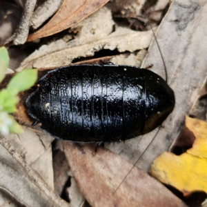 Platyzosteria melanaria at Paddys River, ACT - 9 Mar 2022