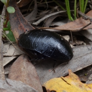 Platyzosteria melanaria at Paddys River, ACT - 9 Mar 2022