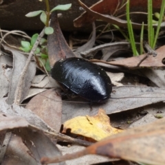 Platyzosteria melanaria at Paddys River, ACT - 9 Mar 2022