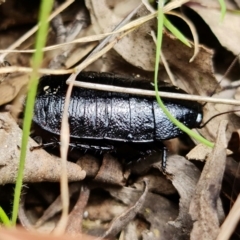 Platyzosteria melanaria at Paddys River, ACT - 9 Mar 2022