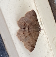 Rhinodia rostraria (Necklace Geometrid) at Jerrabomberra, NSW - 24 Mar 2022 by SteveBorkowskis