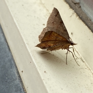 Rhinodia rostraria at Jerrabomberra, NSW - 24 Mar 2022