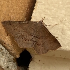 Rhinodia rostraria at Jerrabomberra, NSW - suppressed