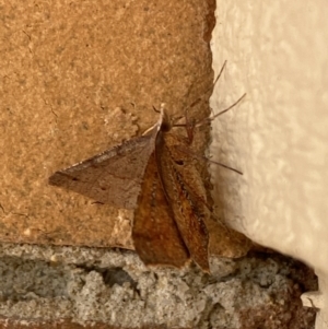 Rhinodia rostraria at Jerrabomberra, NSW - 24 Mar 2022