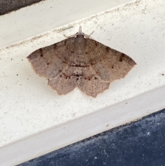 Rhinodia rostraria at Jerrabomberra, NSW - 24 Mar 2022