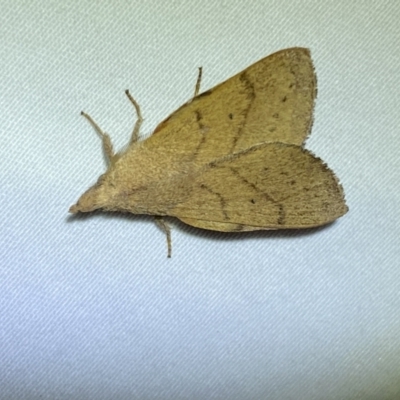 Pararguda nasuta (Wattle Snout Moth) at Jerrabomberra, NSW - 24 Mar 2022 by SteveBorkowskis