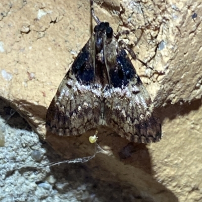 Orthaga thyrisalis (Teatree Web Moth) at Jerrabomberra, NSW - 23 Mar 2022 by SteveBorkowskis