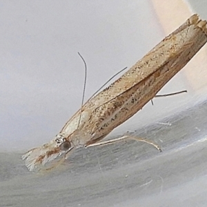 Culladia cuneiferellus at Crooked Corner, NSW - 24 Mar 2022