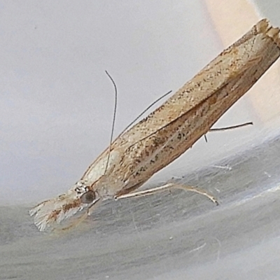 Culladia cuneiferellus (Crambinae moth) at Crooked Corner, NSW - 23 Mar 2022 by Milly