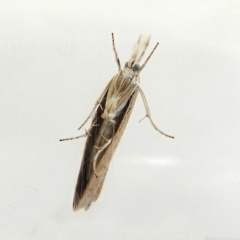 Culladia cuneiferellus at Crooked Corner, NSW - 24 Mar 2022