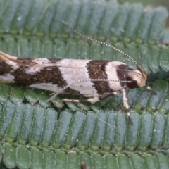 Macrobathra aphristis (A Gelechioid moth) at QPRC LGA - 24 Mar 2022 by WHall