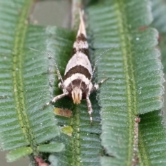 Macrobathra aphristis at Googong, NSW - 24 Mar 2022 03:00 PM