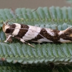 Macrobathra aphristis at Googong, NSW - 24 Mar 2022 03:00 PM