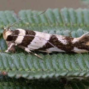 Macrobathra aphristis at Googong, NSW - 24 Mar 2022 03:00 PM