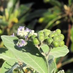 Solanum mauritianum at Thirroul, NSW - 19 Aug 2016