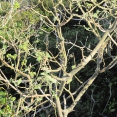 Solanum mauritianum at Thirroul, NSW - 19 Aug 2016