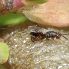 Podagrionini (tribe) (Unidentified mantis parasite wasp) at Evatt, ACT - 11 Mar 2022 by TimL