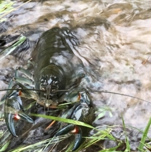 Cherax destructor at Penrose, NSW - 8 Mar 2022