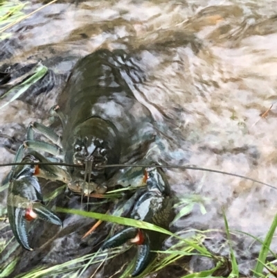 Cherax destructor (Common Yabby) at Penrose - 7 Mar 2022 by susieedwards