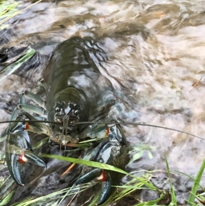 Cherax destructor (Common Yabby) at Penrose, NSW - 8 Mar 2022 by susieedwards