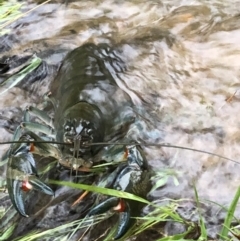 Unidentified Freshwater Crayfish (TBC) at Penrose, NSW - 7 Mar 2022 by susieedwards