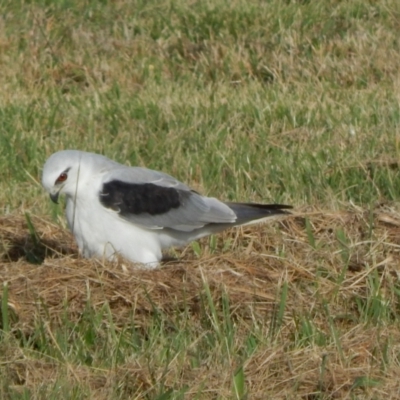 Elanus axillaris (Black-shouldered Kite) at Pialligo, ACT - 23 Mar 2022 by millsse