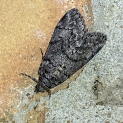 Smyriodes undescribed species nr aplectaria at Jerrabomberra, NSW - 25 Mar 2022 by SteveBorkowskis