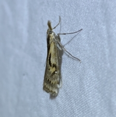 Hednota pedionoma (Pasture Webworm) at Jerrabomberra, NSW - 24 Mar 2022 by Steve_Bok