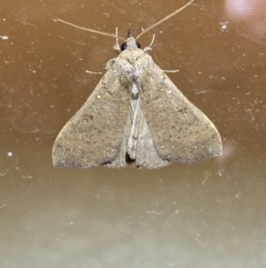 Rhapsa suscitatalis (Wedged Rhapsa) at Jerrabomberra, NSW - 25 Mar 2022 by SteveBorkowskis