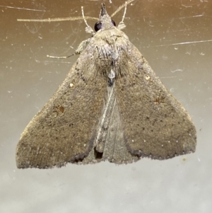 Rhapsa suscitatalis at Jerrabomberra, NSW - 25 Mar 2022