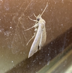 Rhapsa suscitatalis at Jerrabomberra, NSW - 25 Mar 2022