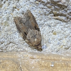 Epiphyas ashworthana (Ashworth's Tortrix) at Jerrabomberra, NSW - 24 Mar 2022 by Steve_Bok