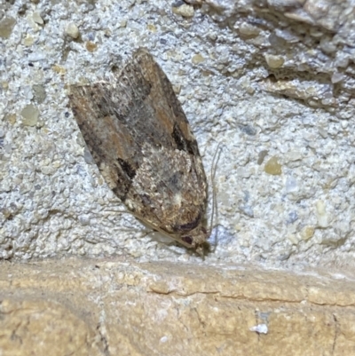 Epiphyas ashworthana (Ashworth's Tortrix) at Jerrabomberra, NSW - 25 Mar 2022 by SteveBorkowskis