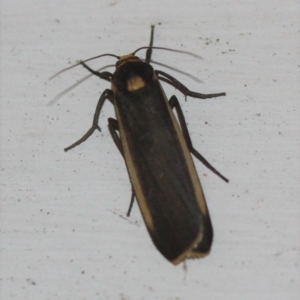 Brunia replana at Tathra, NSW - 22 Mar 2022 08:39 PM
