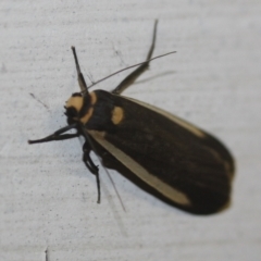 Brunia replana at Tathra, NSW - 22 Mar 2022 08:39 PM