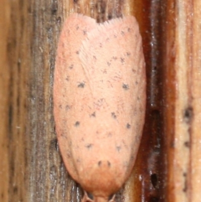 Unidentified Concealer moth (Oecophoridae) at Tathra, NSW - 23 Mar 2022 by KerryVance