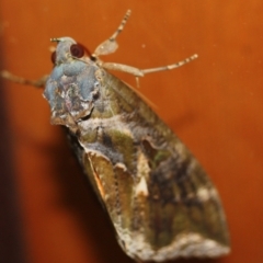 Eudocima fullonia (Fruit Piercing Moth) at Tathra, NSW - 22 Mar 2022 by KerryVance2