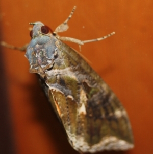 Eudocima fullonia at Tathra, NSW - 22 Mar 2022 08:49 PM