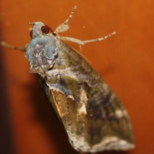 Eudocima fullonia at Tathra, NSW - 22 Mar 2022