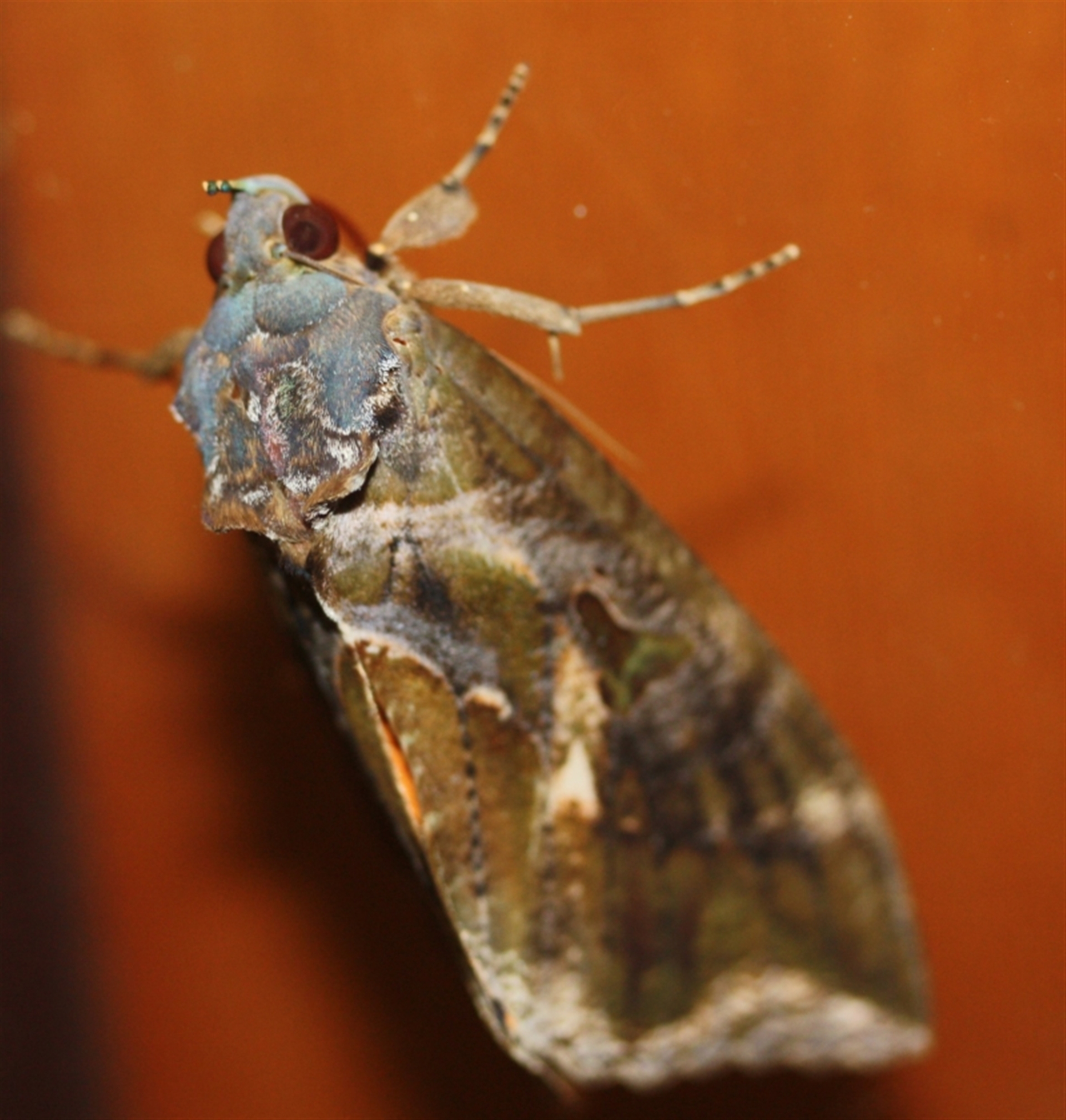 Eudocima fullonia at Tathra, NSW - 22 Mar 2022 08:49 PM