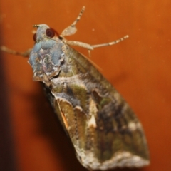 Eudocima fullonia (Fruit Piercing Moth) at Tathra Public School - 22 Mar 2022 by KerryVance
