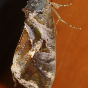 Eudocima fullonia at Tathra, NSW - 22 Mar 2022