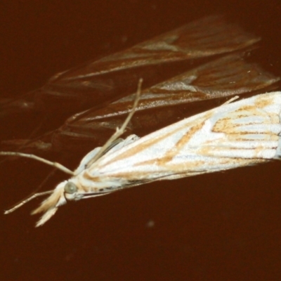 Hednota pleniferellus (A Grass moth) at Tathra, NSW - 22 Mar 2022 by KerryVance2