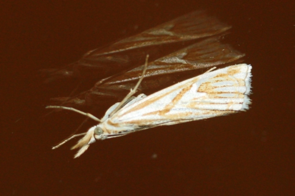 Hednota pleniferellus at Tathra, NSW - 22 Mar 2022